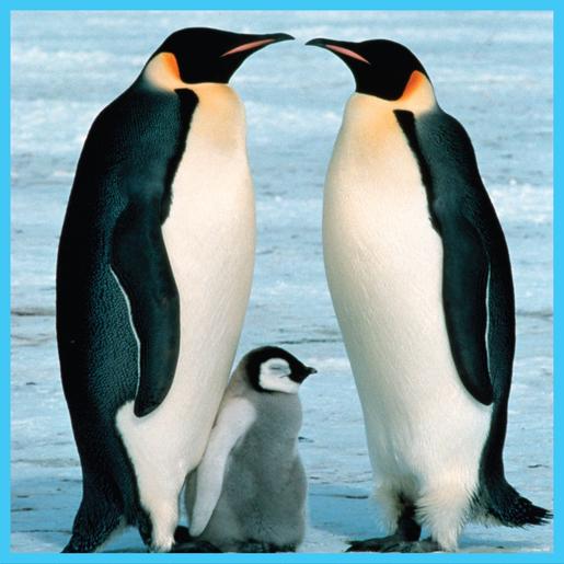 WWF - Pingüinos - Puzzle 100 piezas