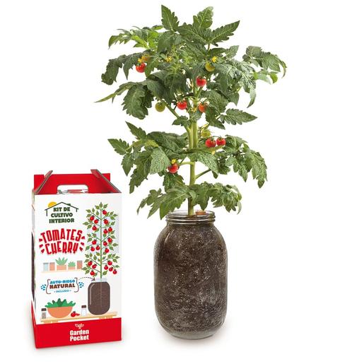 Kit de cultivo de tomate Cherry orgânico para interior