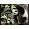 WWF - Pandas - Puzzle 1000 piezas